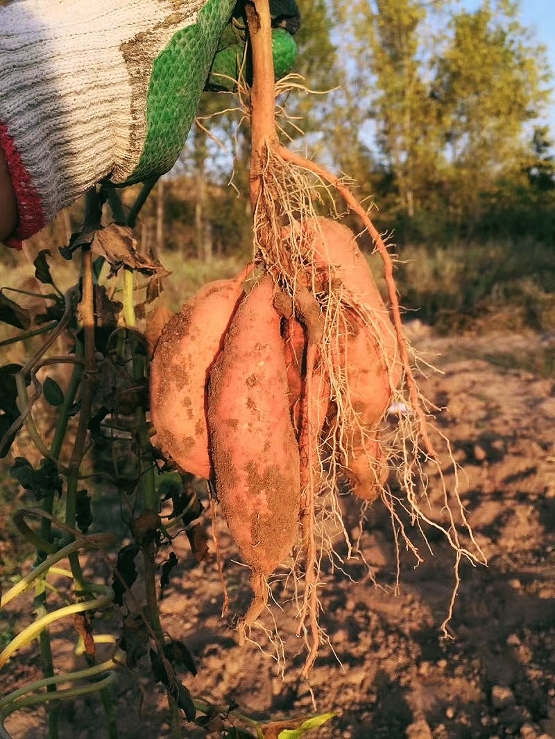 一小片叶子可能就要卖到几百块