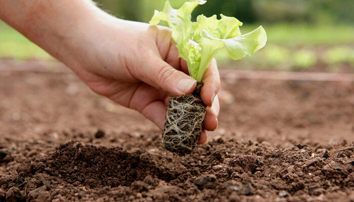 结合云南立体气候特点与蓝莓生物学特性